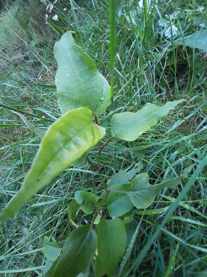 Fallopia × conollyana in wegberm N310 (© De Groene Ruimte)