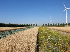 Het proefterrein in Lelystad, gedoopt 'Boerderij van de Toekomst', laat zien dat monocultuur niet de standaard hoeft te zijn. (foto: Fogelina Cuperus)