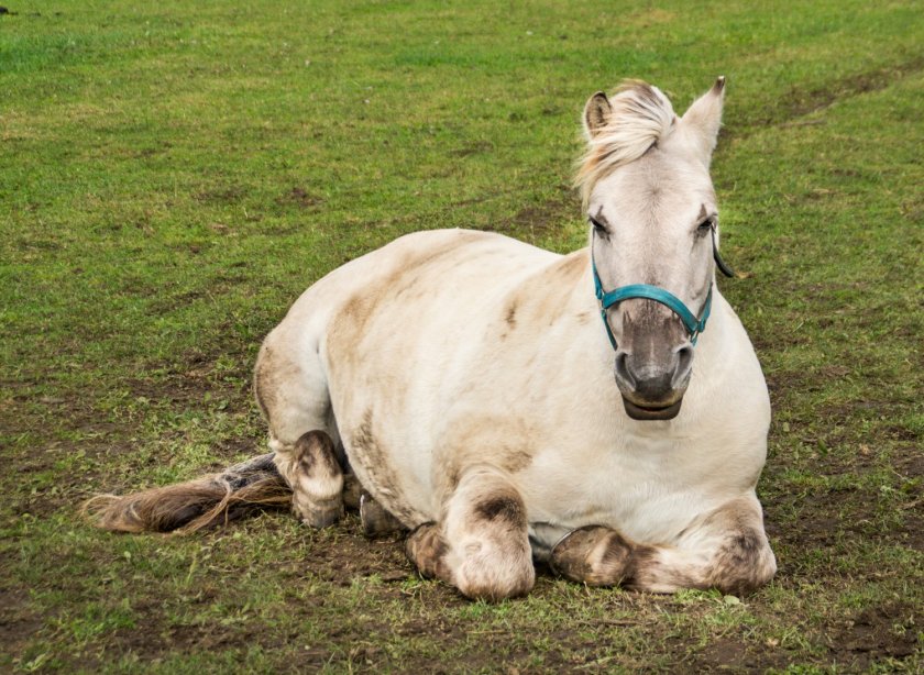 “Dit project draagt bij aan de switch naar onderzoek waarvoor geen levende paarden nodig zijn,” aldus prof. ir. Wouter Hendriks.   