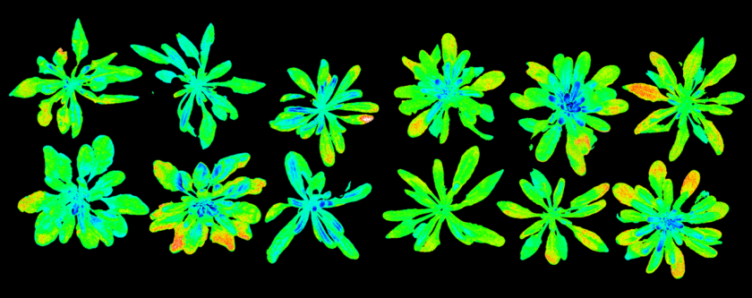 Chlorophyll fluorescentie opname van fotosynthese parameters van enkele cybriden