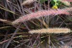 Fraai Lampenpoetsergras (Pennisetum setaceum) [bron: David J. Stang, Wikimedia Commons, 2006]