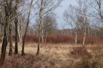 Trosbosbes struiken in de winter (Foto Probos)