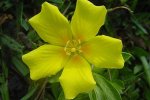 Detail bloem kleine waterteunisbloem (Ludwigia peploides) (Foto: Marcia Stefani, Wikimedia Commons, 2006)