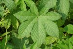 Oosterse hop (Humulus scandens), blad met zeven lobben Foto: Dalgial, Wikimedia Commons, 2008.