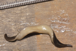 Detail buikzijde Nieuw-Guineese landplatworm (Foto: Justine et al., 2014)