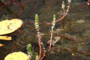 Ongelijkbladig vederkruid (Myriophyllum heterophyllum) (Foto: Leslie J. Mehrhoff, Wikimedia Commons, 1980)