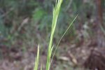 Detail bloemhoofd Amerikaans bezemgras (Andropogon virginicus) (Foto: Harry Rose, Wikimedia Commons, 2006)