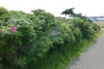 Struik van rimpelroos (Rosa rugosa) (Foto: Ecopedia, z.j.) 